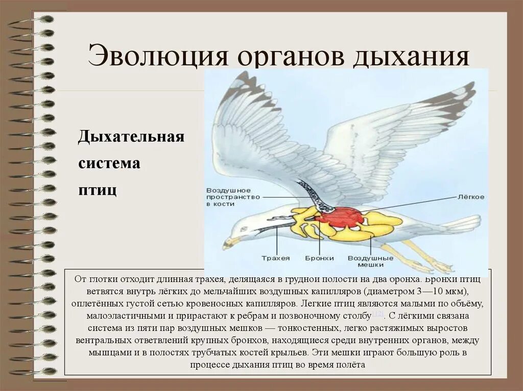 Легочное дыхание у хордовых. Филогенез дыхательной системы птиц. Дыхательная система Эволюция дыхательной системы. Дыхательная система птиц 7 класс биология. Строение дыхательной системы птиц.