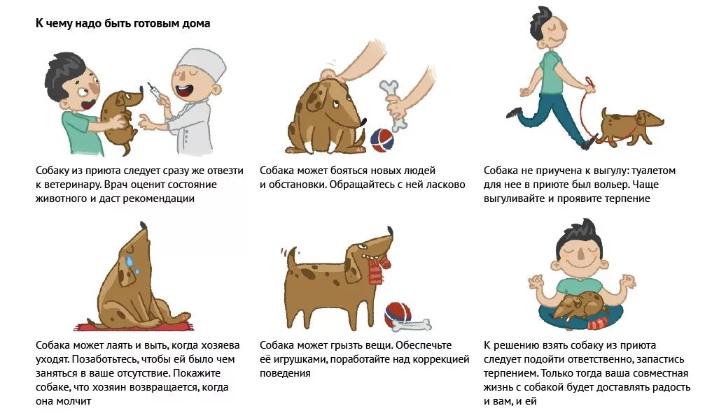Как правильно подобрать собаку. Советы по обращению с бездомными животными. Советы для владельцев домашних животных. Памятка как ухаживать за собакой. Памятка хозяевам питомцев.