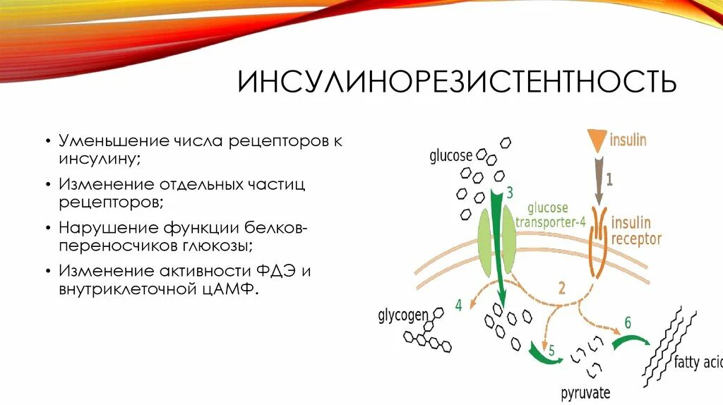 Инсулинорезистентность уменьшение числа инсулиновых рецепторов. Симптомы инсулин резистенции. Схема инсулинорезистентности. Схема при инсулинорезистентности. Симптомы резистентности