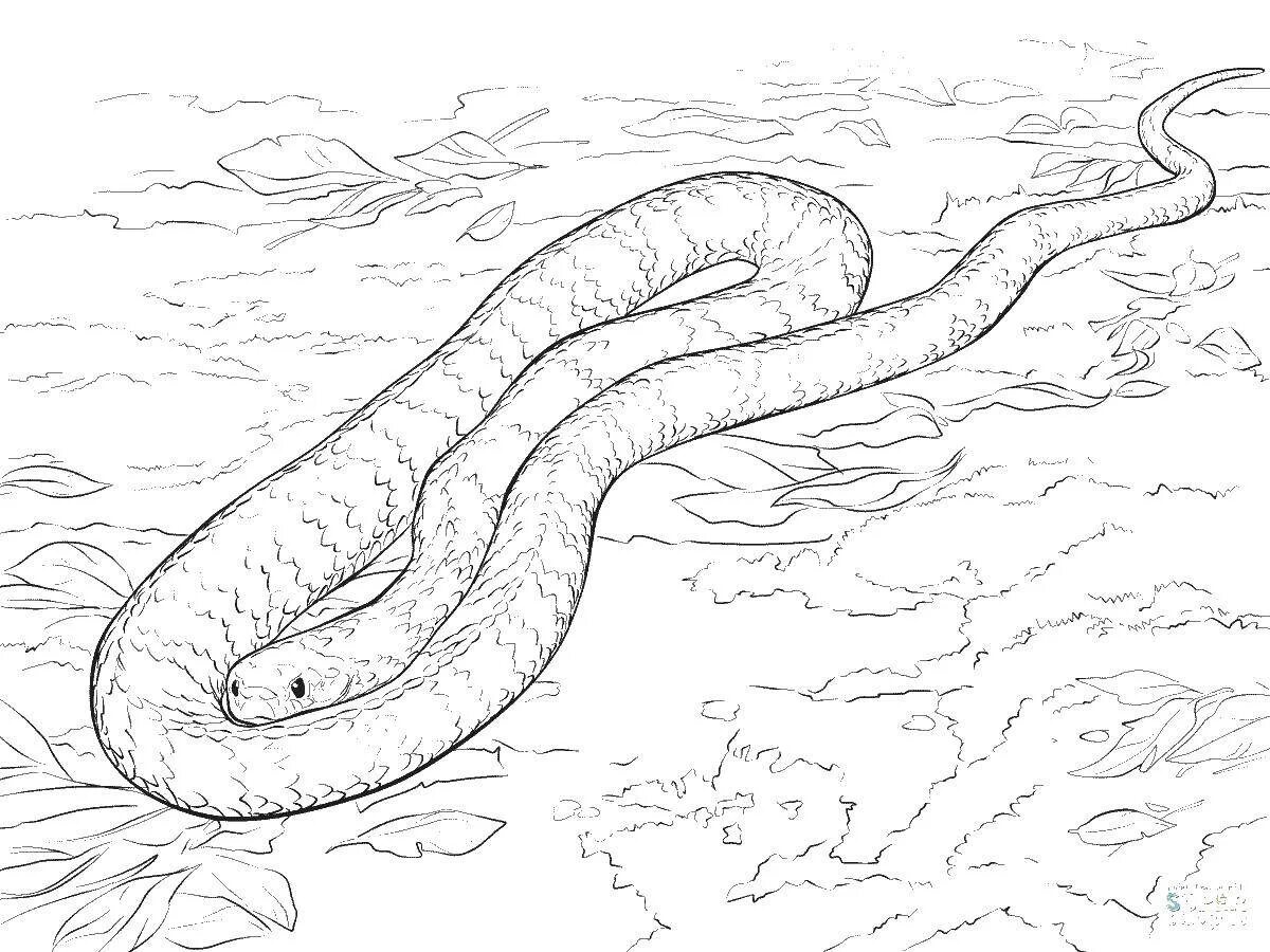 Раскраски змей распечатать. Раскраска змея щитомордник. ТИТАНОБОА змея раскраска. Питон Анаконда удав раскраска. Раскраска змеи для детей.
