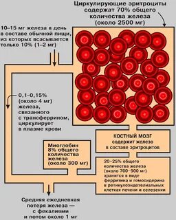 Повышенный ферритин печень