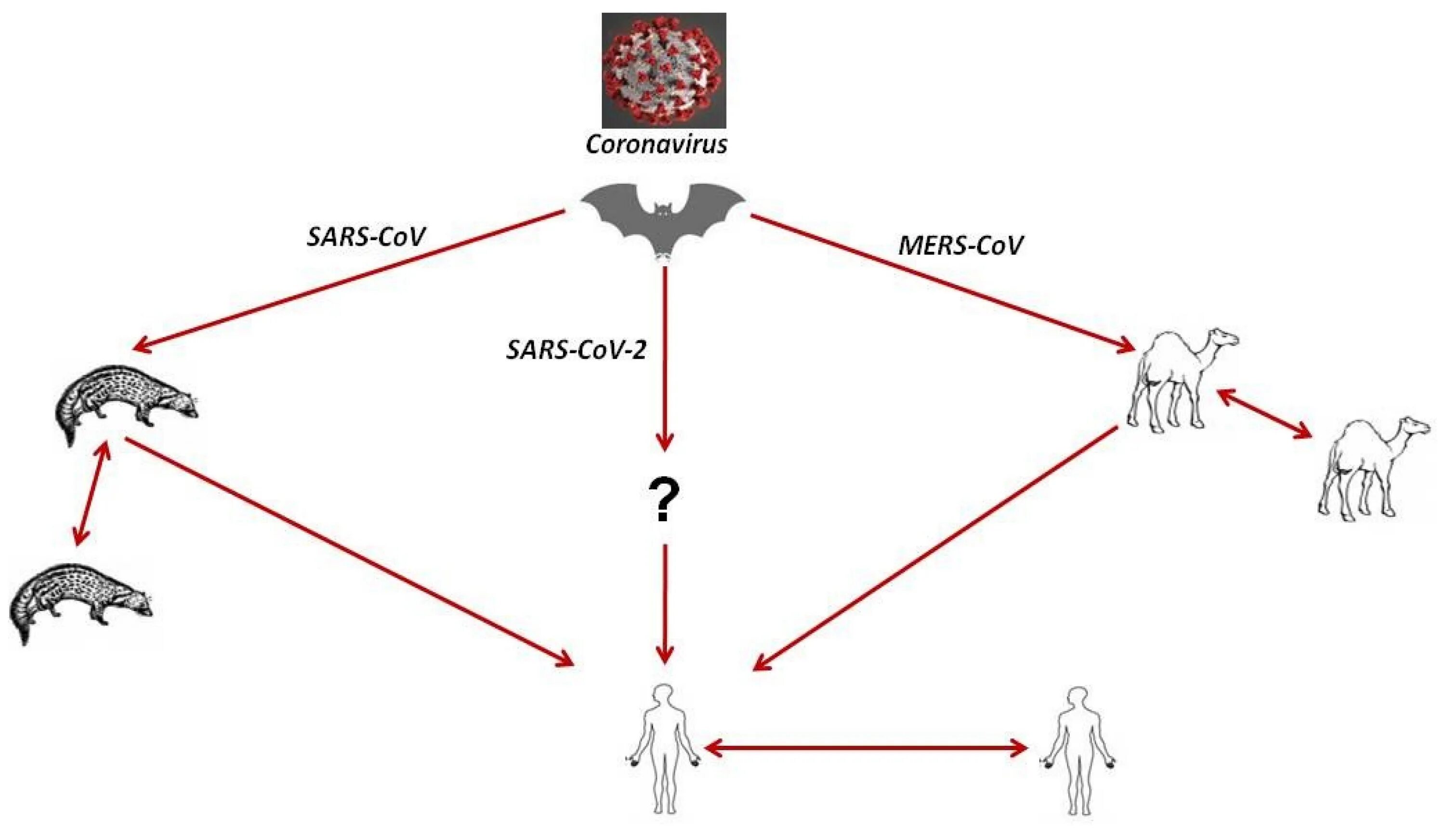 Коронавирус mers-cov. Вирус mers-cov эпидемиология. SARS-cov-2 и mers-cov основные пути передачи. Животные носители коронавируса. Коронавирус человека sars