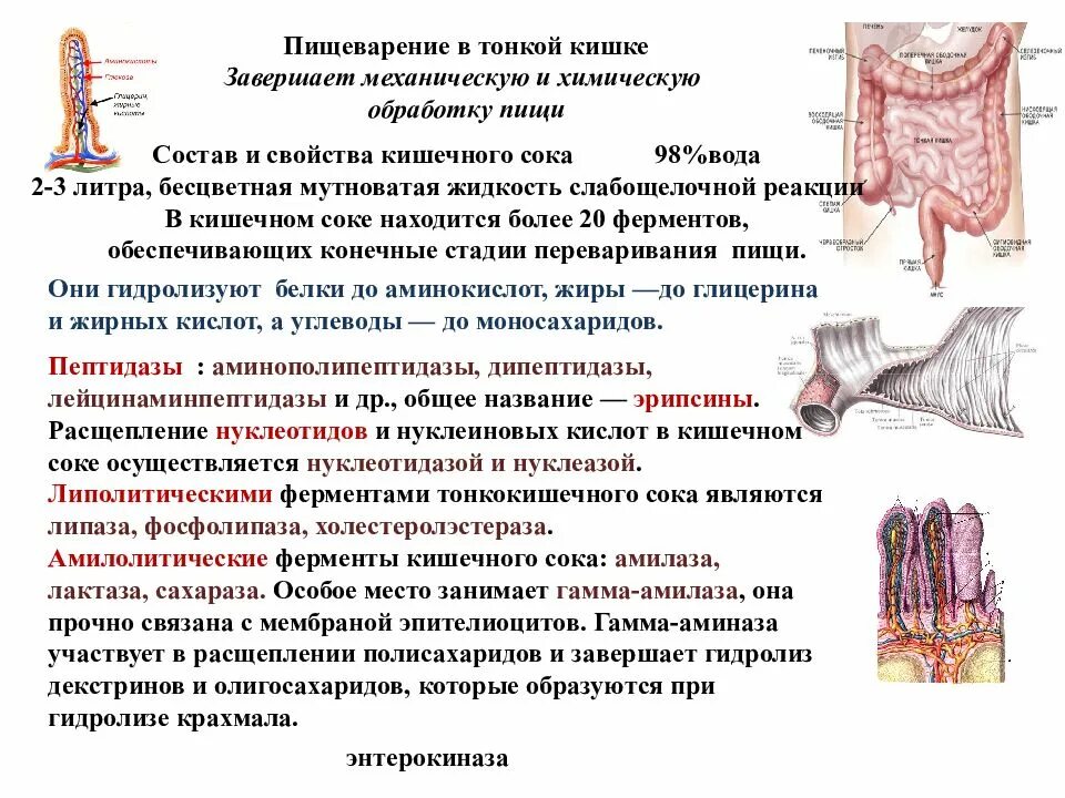 Пищеварение в тонкой кишке физиология. Пищеварение в тонком кишечнике физиология пищеварения. Механические процессы пищеварения в тонком кишечнике. Пищеварение в тонкой и толстой кишке кратко.