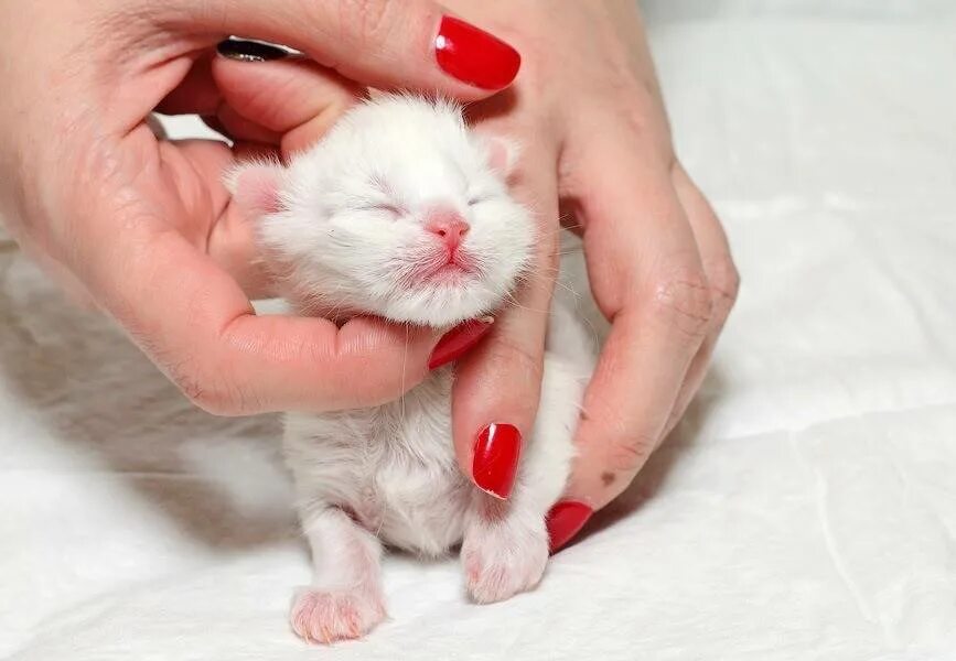 Новорожденные котята купить. Новорождённые котята. Новорожденный котенок. Новорожденный белый котенок. Недельные котята.
