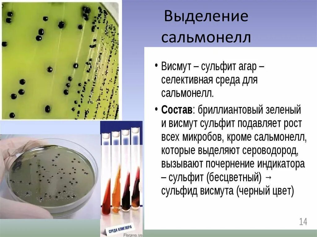 Salmonella typhi микробиология. Сальмонелла Тифи среды. Salmonella typhi на среде. Salmonella typhi на среде Рапопорта. Посев на сальмонеллез