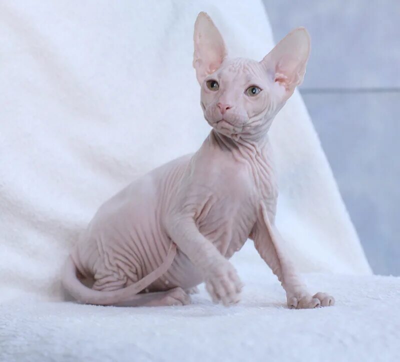 питомник сфинксов спб