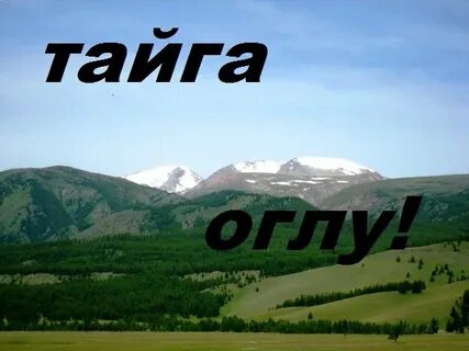 Тайга 22