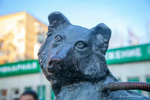 Собаки ижевск
