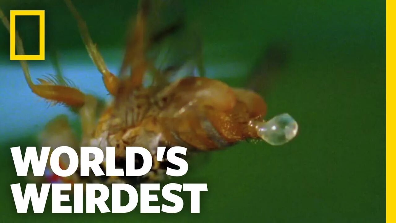 World's weirdest. Nat geo Wild осы кровь.