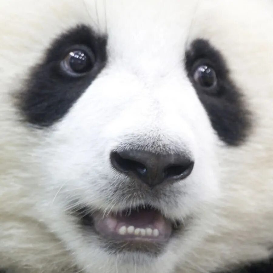 Giant Panda - There are only around 1,600 pandas left in the wild. When born the