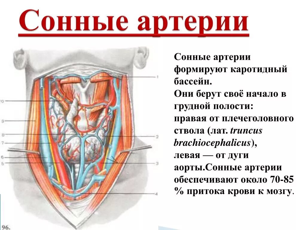 Где находится сонная артерия слева. Где находится Сонная Артель. Где находится соннаяарьерия. Сонная артерия где находится.