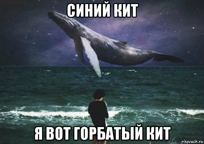 Фото переводчик кита. Кит Мем. Синий кит мемы. Мем про китов. Мемы про китов.