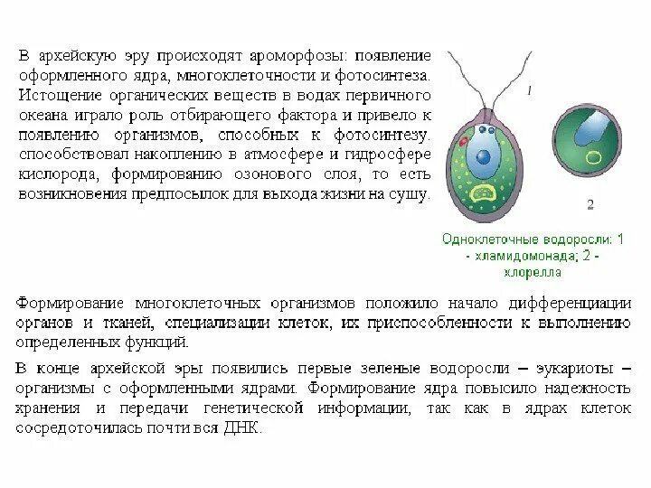 Эра прокариот бактерий и цианобактерий. Бактерии археи и эукариоты. Появление эукариотических организмов. Строение клеток эукариотических организмов. Образование эукариот.
