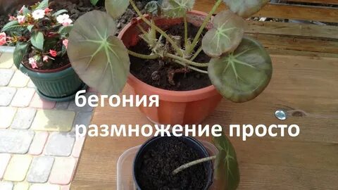 Размножение комнатной бегонии