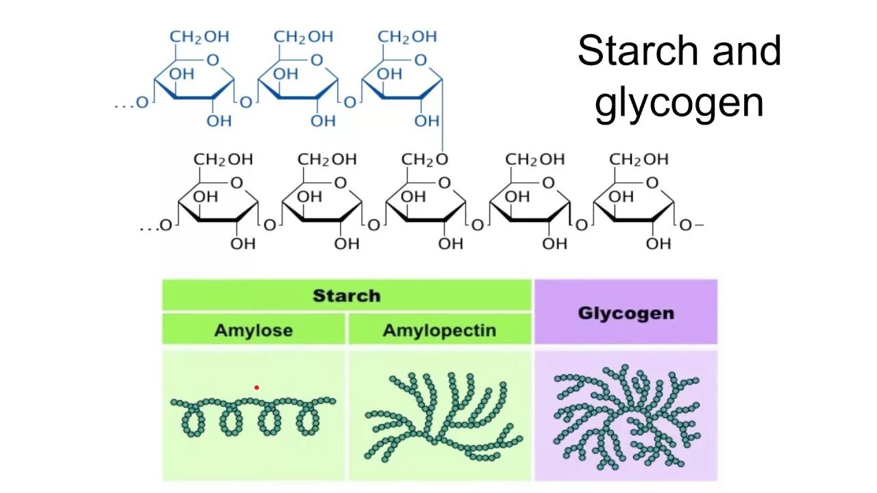 Гликоген содержится в продуктах. Carbohydrates structure. starch structure. амилопектин и гликоген. гликоген рисунок.