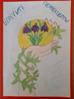 Рисунок на тему сохраним первоцветы
