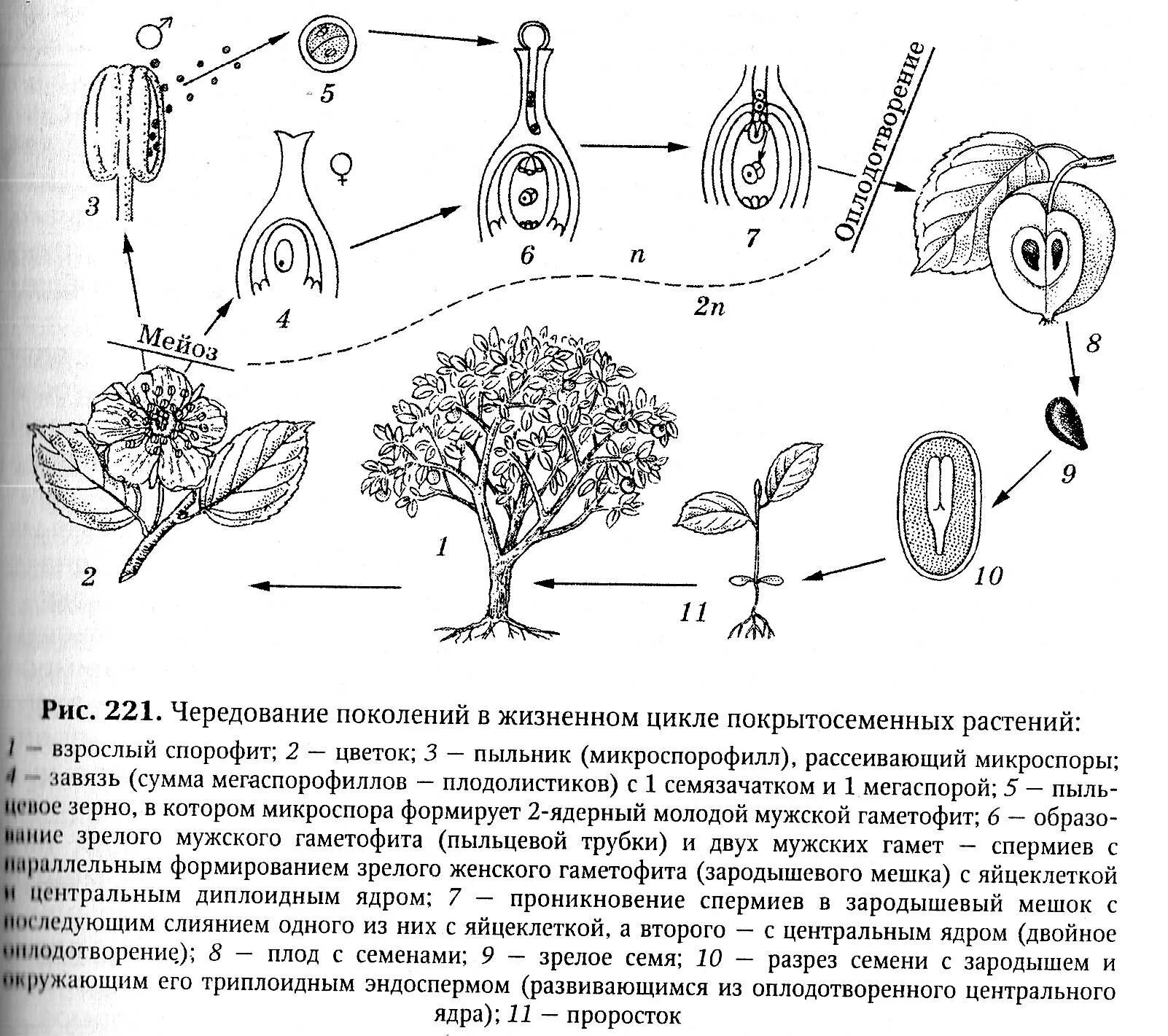 Цикл развития покрытосеменных растений схема. Размножение цветковых растений схема ЕГЭ. Цикл размножения покрытосеменных растений. Жизненный цикл цветкового растения схема.