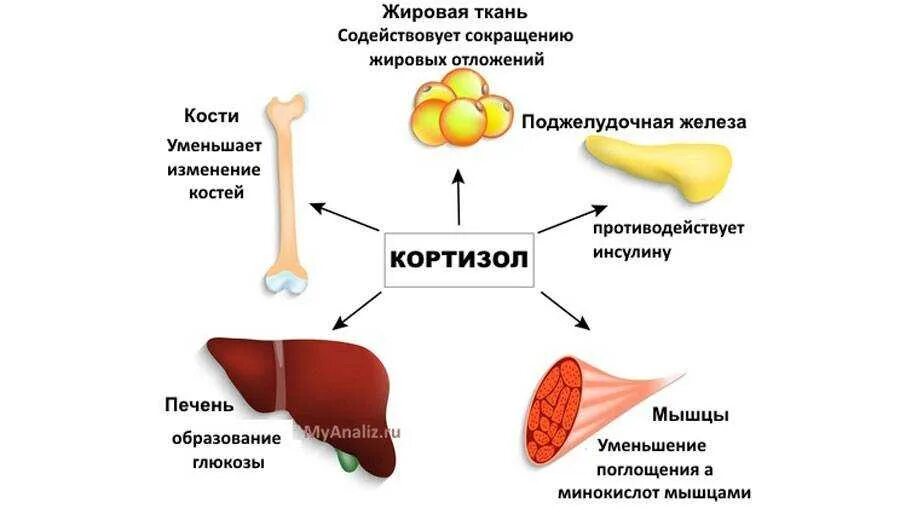 Схема влияния кортизола. Физиологические функции кортизола. Гормон надпочечников кортизол функции. Кортизол вырабатывается в коре надпочечников. Как избавится от мужских гормонов