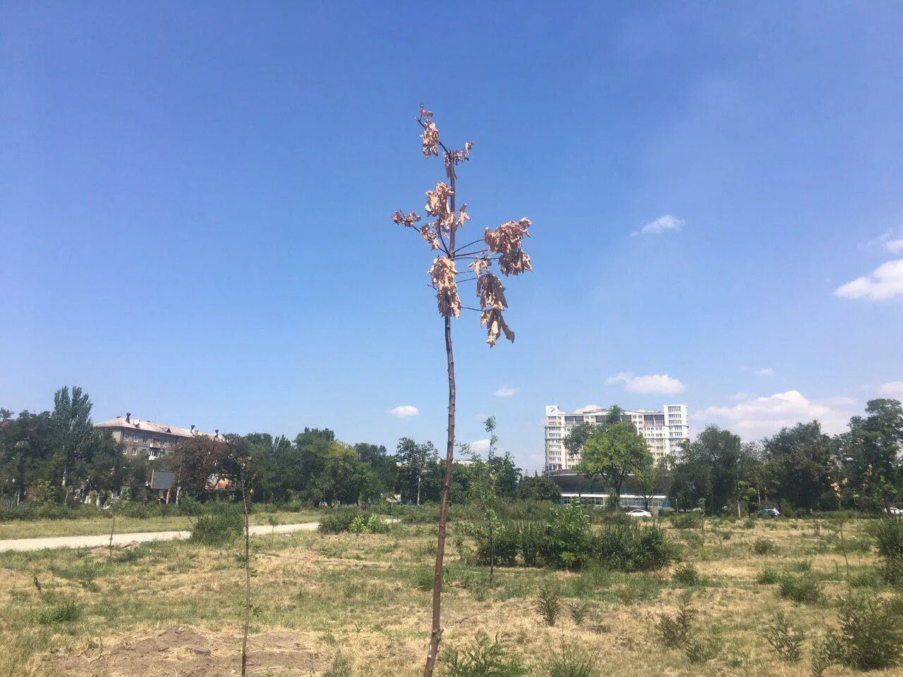 Деревья в Запорожье. Парк Яланского в Запорожье. Аллея засохших саженцев деревьев. Засохший саженец.