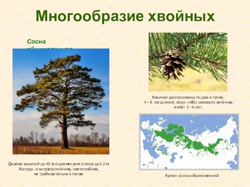Ель и светолюбивые травы. Светолюбивые деревья. Светолюбивое хвойное дерево. Сосна светолюбивое растение. Светолюбивое хвойное дерево.