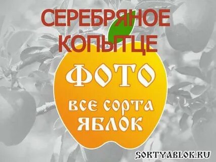Яблони серебряное