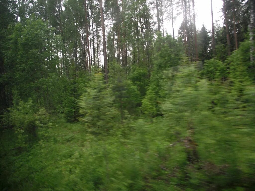 Хвойная ул. , 38. Зеленая д. Питер хвойная. Питер хвойная.