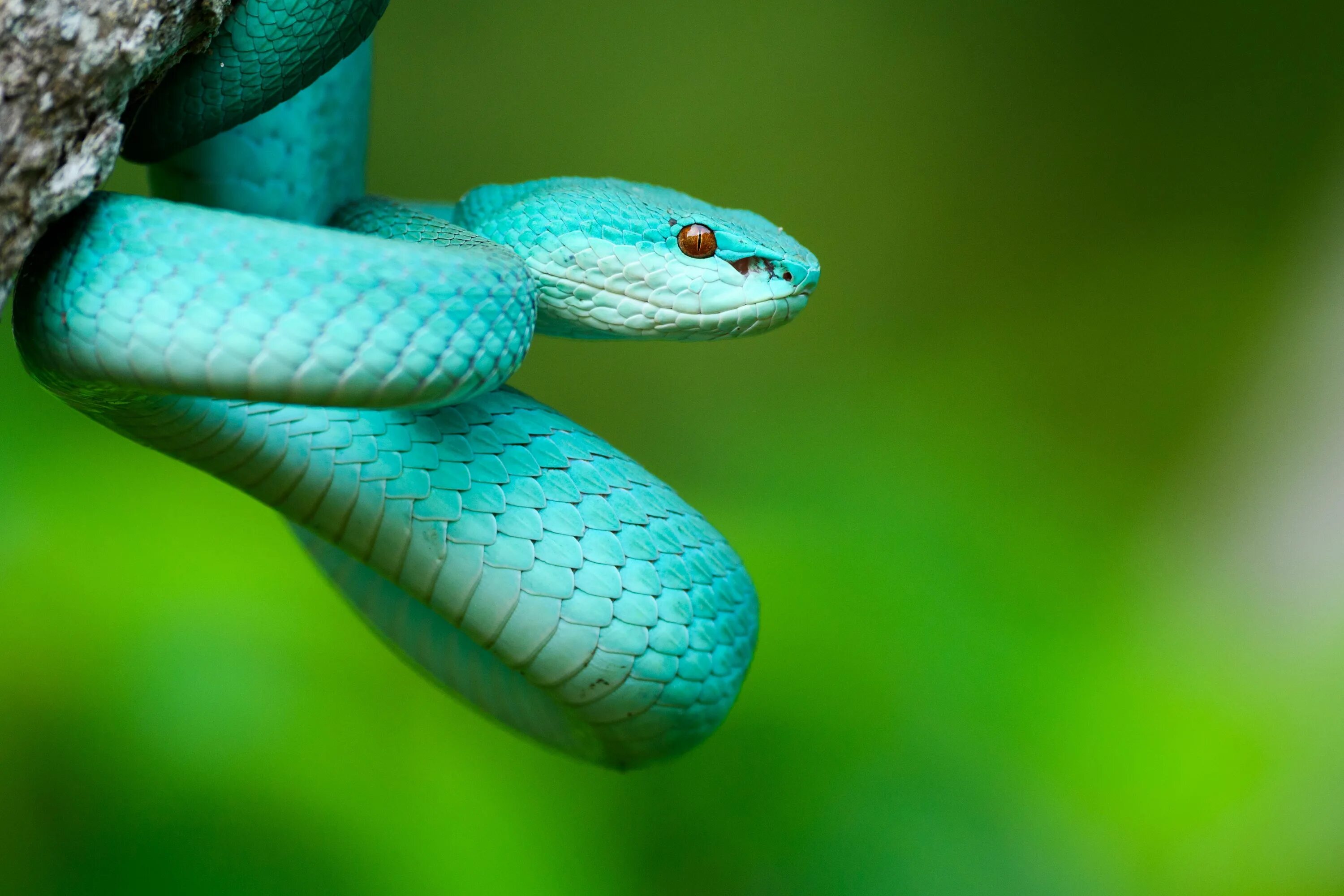 Thick snake. Голубая куфия гадюка. Белогубая куфия. Голубая комодская куфия (Trimeresurus insularis. Островная куфия голубая.