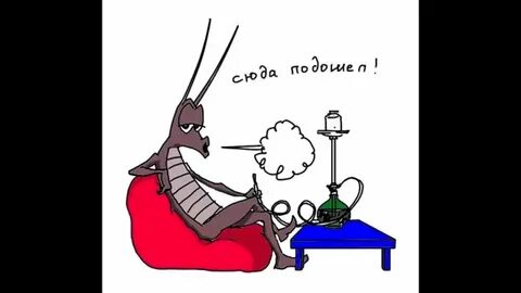 Курят кальян прикол