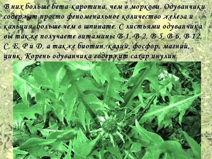 Вред листьев одуванчика