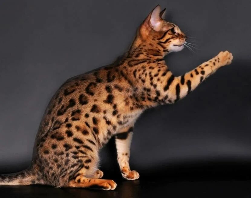 Рассмотрите фотографию пятнистой кошки породы бенгальская. Бенгальская Саванна кошка. Бенгальская Рысь. Абиссинская кошка леопард. Оцикет мраморный.