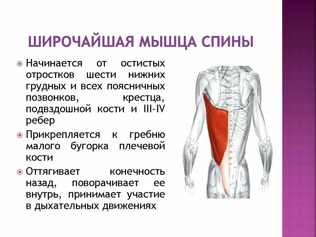 К чему крепятся мышцы. Широчайшая мышца спины анатомия функции. Место прикрепления широчайшей мышцы спины. Широчайшая мышца спины прикрепляется. Прикрепление широчайших мышц спины.
