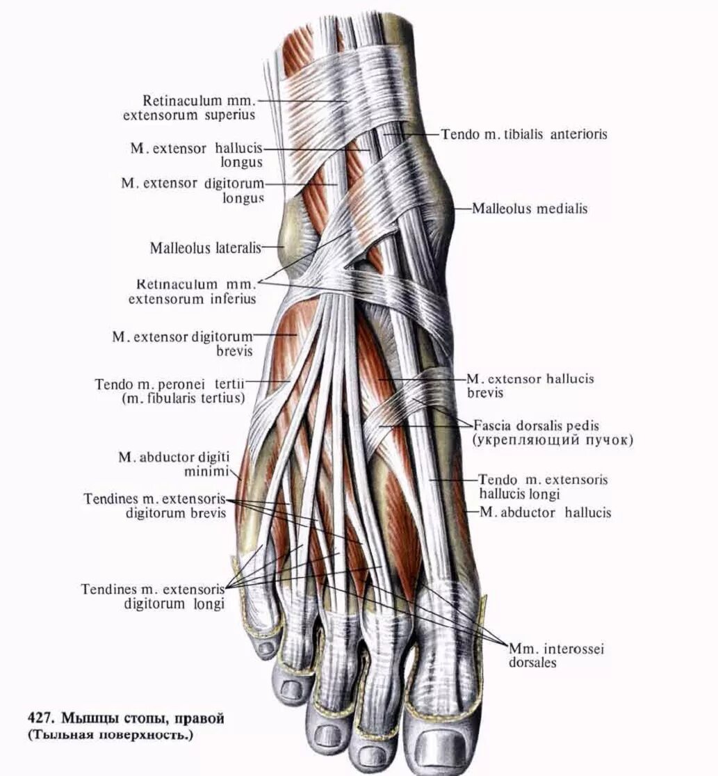 Сухожилия разгибателей пальцев стопы анатомия. Мышцы ступни человека анатомия. Мышца короткий разгибатель пальцев стопы. Мышцы подошвы стопы анатомия.
