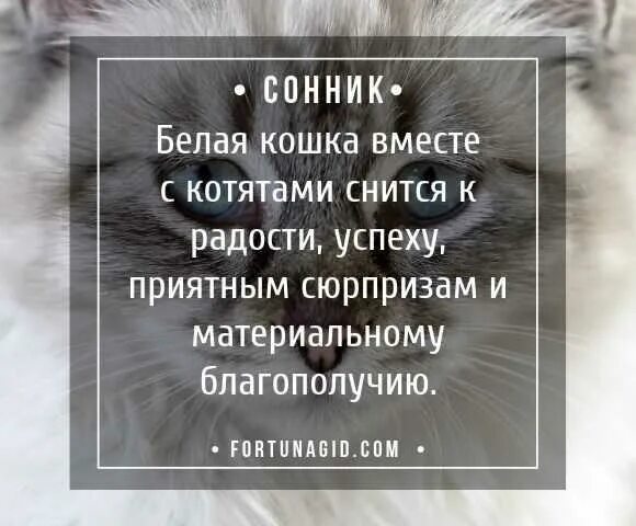 К чему снится кошка женщине замужней ласковая. К чему снятся кошки. К чему снятся кошки женщине. Кошки во сне к чему снится. Котята приснились во сне к чему женщине.