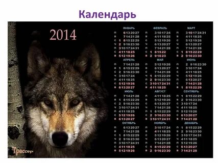 Волки 2023 год