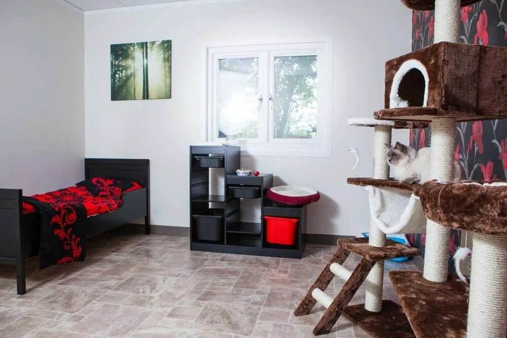 Отель для котов. Комната для животных. Комната для кошки в доме. Оборудовать комнату для кошек. Игровая комната для кошек.