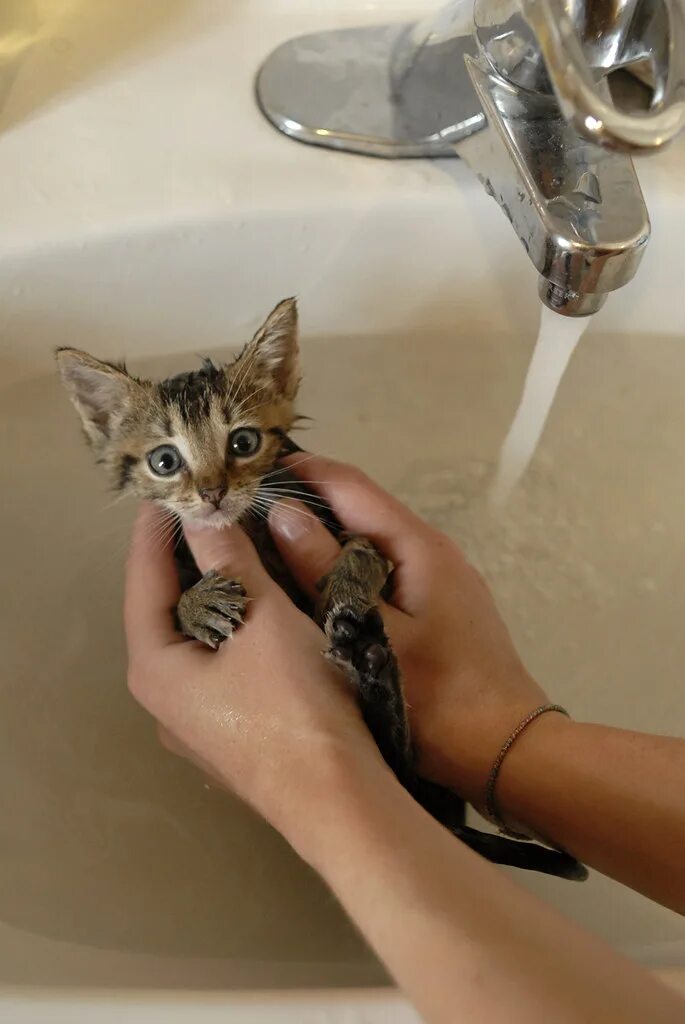 Хорошо потри мою киску. Мокрые коты. Мокрый котенок. Мокрая кошка. Котенок моется.