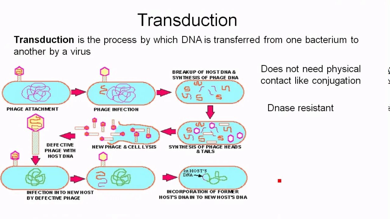 Трансформация трансдукция. Генетическая рекомбинация трансформация. Генетические рекомбинации трансформация трансдукция конъюгация. Схема трансдукции у бактерий. Трансформация трансдукция.