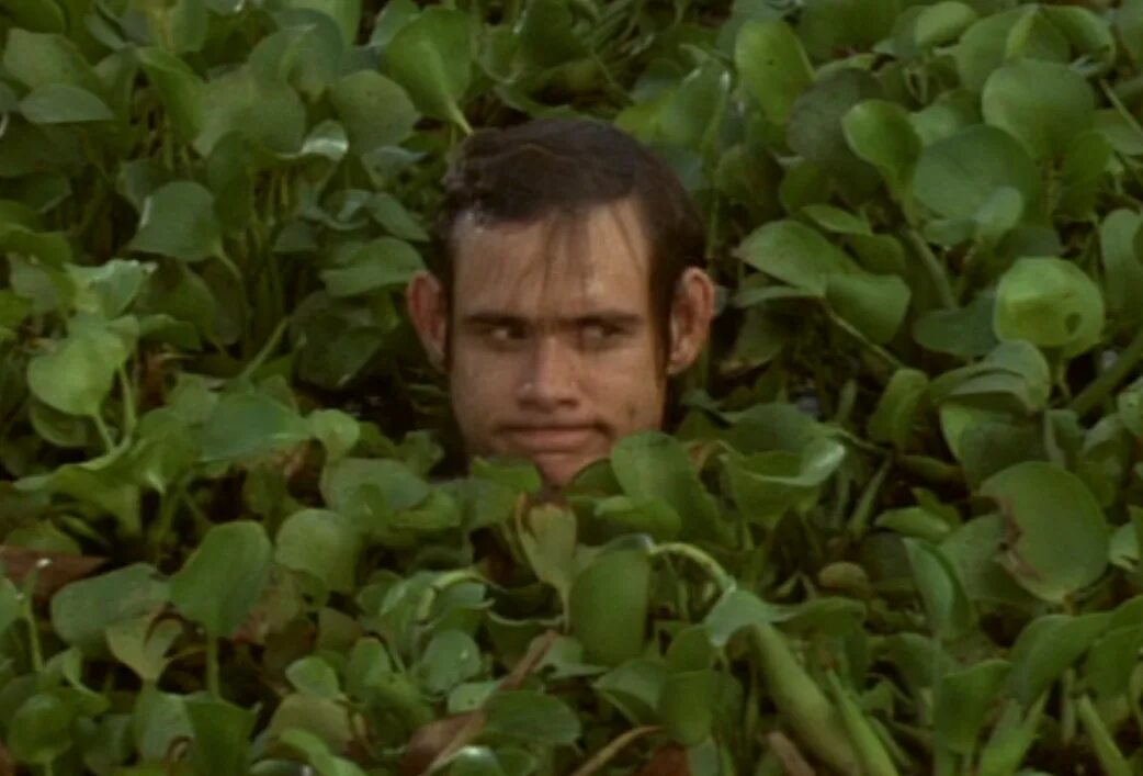 Куст. Человек в засаде в кустах. Спрятался в кустах. Слежка из кустов. Едет в кустах.