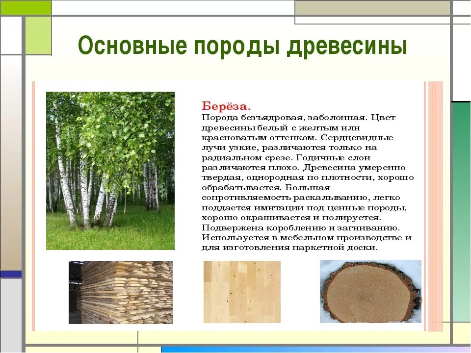 Презентация на тему древесины. Основные породы древесины. основные породы древесины лиственные. твердые породы древесины. основные лиственные породы деревьев.