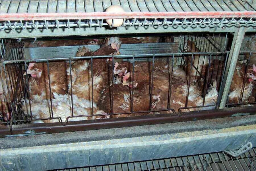 Battery chickens. Battery farms. Battery farms. Battery farming. Battery farm.