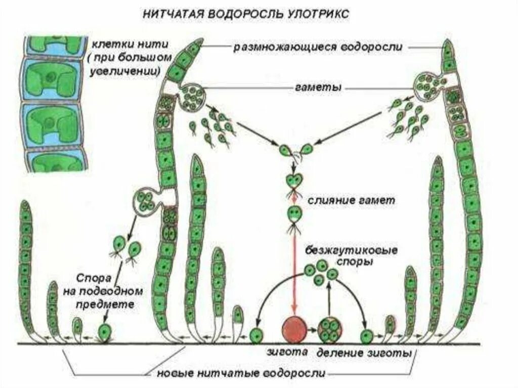 Строение и цикл развития улотрикса. Цикл размножения улотрикса. Жизненный цикл улотрикса схема. Схема размножения улотрикса. Появление фотосинтеза появление прокариот появление многоклеточных водорослей