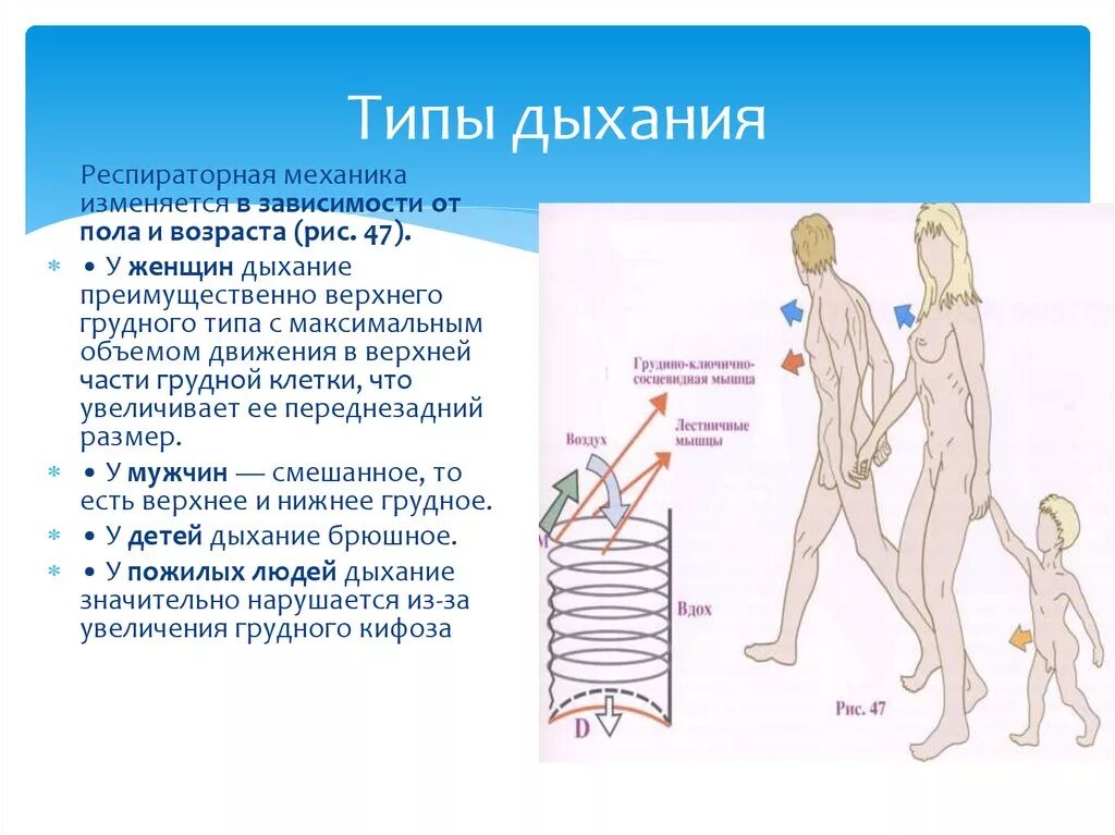 Легочный тип дыхания характерен. Типы дыхания. Физиологические типы дыхания. Грудной и брюшной Тип дыхания. Грудной Возраст Тип дыхания.