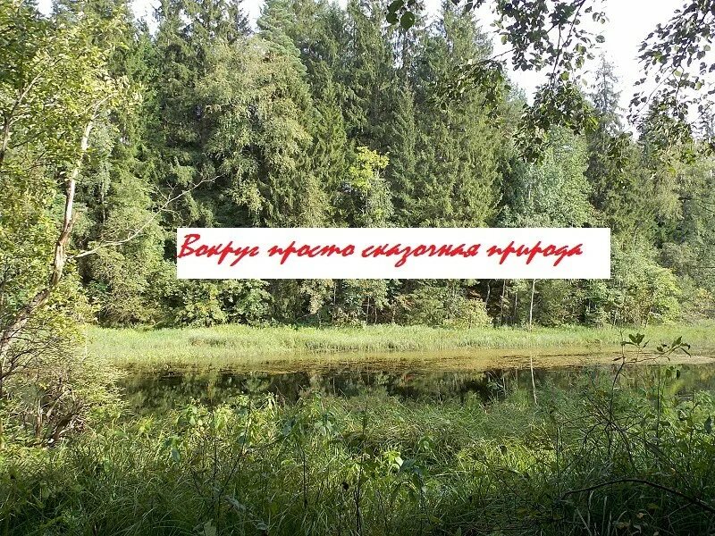 Даймище ленинградская область. Даймище, ленинградская. Часовня даймище. Даймище база рггму. Погода даймище гатчинский.