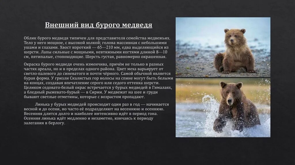 Медведь огэ. Медведь для презентации. бурый медведь презентация. бурый медведь презентация огэ. заключение презентации про бурого медведя.