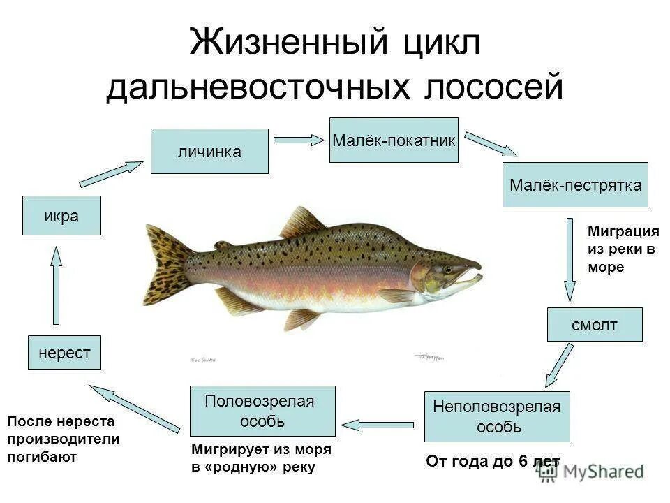 Жизненный цикл лососевых рыб. Цикл развития лососевой рыбы. Цикл жизни лососевых рыб. Жизненный цикл Атлантического лосося.