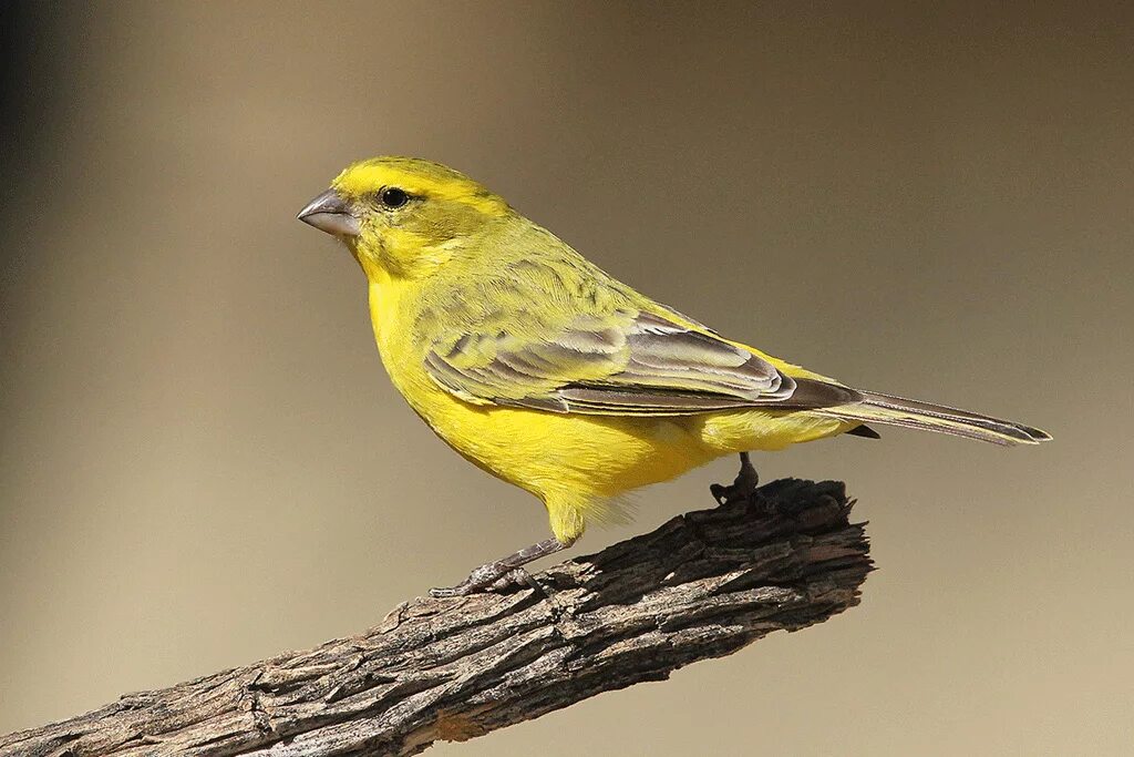 Canary - канарейка. Вьюрок канареечный. Канарейка пестрая. Желтая канарейка.