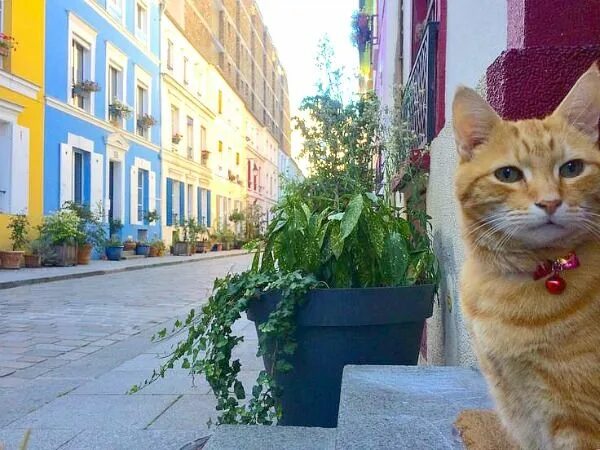 Кошки из франции. Chats france. Cat coffee shop. Chats france. Chats france.