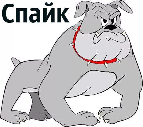 Собака том. Бульдог из тома и джерри. спайк из тома и джерри. пёс спайк из тома и джерри. спайк собака из мультика.