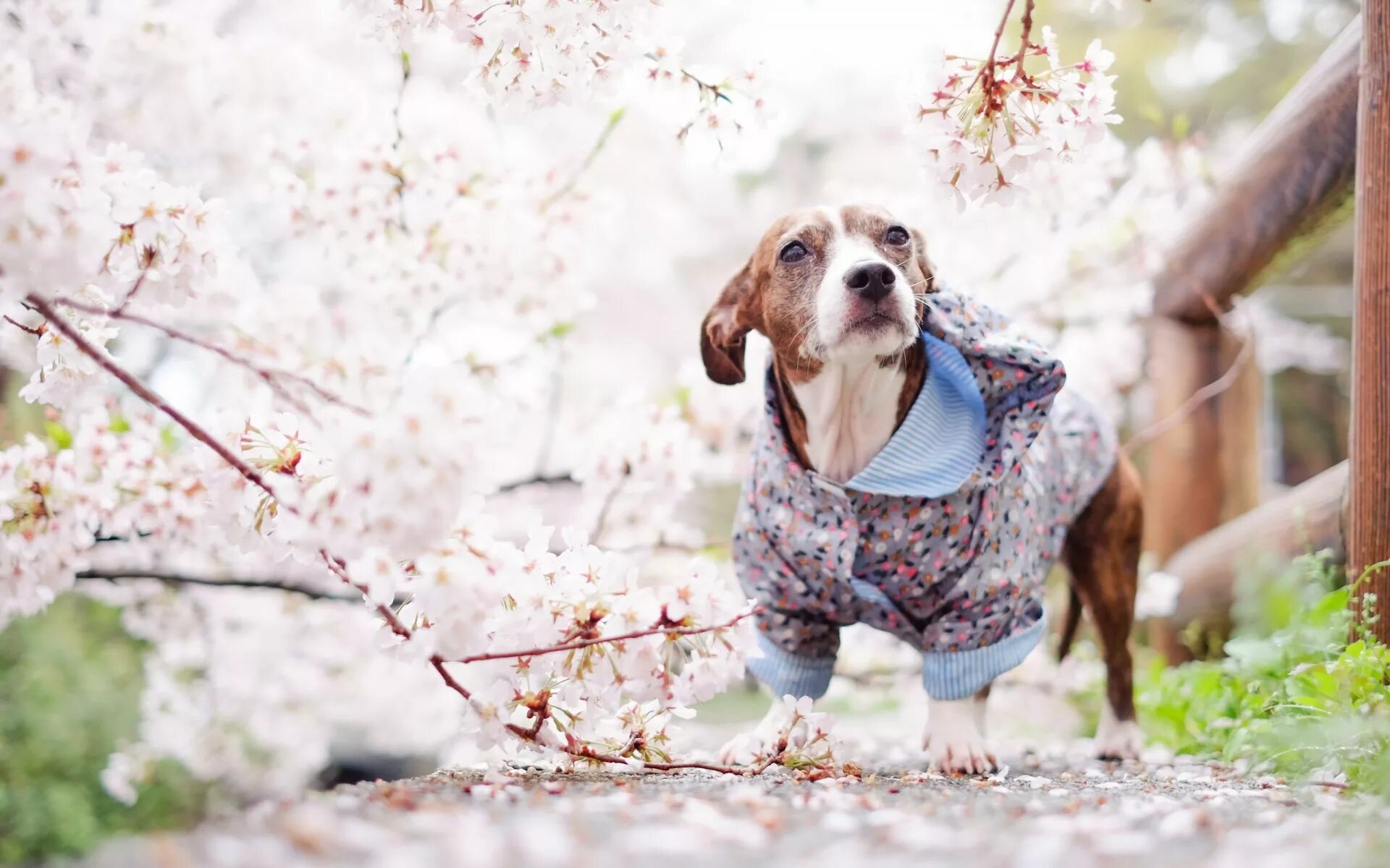 Собачки весной. Красивые собаки весной. Собаки весной картинки