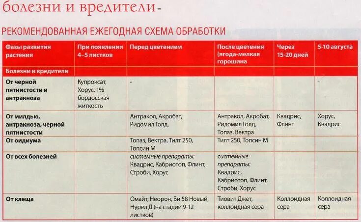 Весенняя обработка винограда от болезней и вредителей